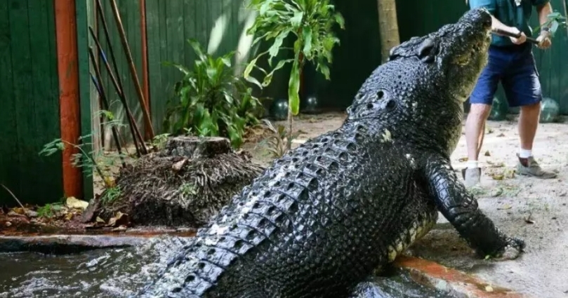 Crocodilo Cassius. Foto: Divulgação